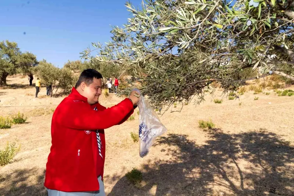 Engelli Bireyler Zeytin Hasat Şenliği’nde Bir Araya Geldi